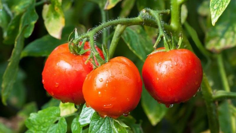 Tomate Dubok précoce, à haut rendement et polyvalente: instructions pour la culture de A à Z
