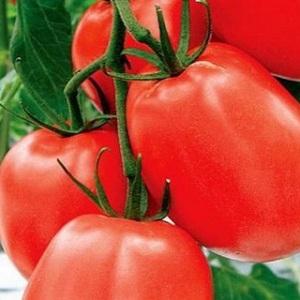 Tomate Benito à haut rendement et sans prétention - les secrets d'une récolte riche