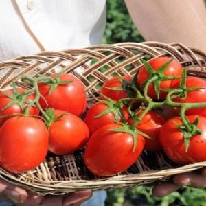Tomate Benito à haut rendement et sans prétention - les secrets d'une récolte riche