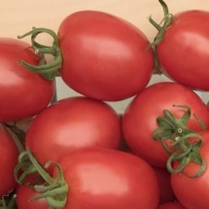 Tomate Benito à haut rendement et sans prétention - les secrets d'une récolte riche