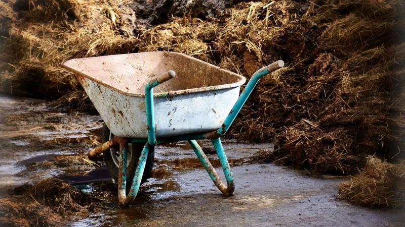 Comment, quand et comment nourrir l'ail après l'hiver - conseils de jardiniers expérimentés pour obtenir une récolte riche