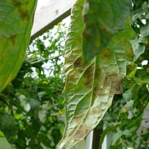 Tomato Lel, qui gagne en popularité parmi les résidents d'été