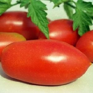 Tomato Lel, qui gagne en popularité parmi les résidents d'été
