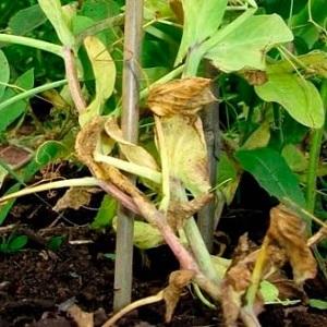 Les ravageurs et les maladies les plus courants des pois, ainsi que des méthodes efficaces de prévention et de suppression