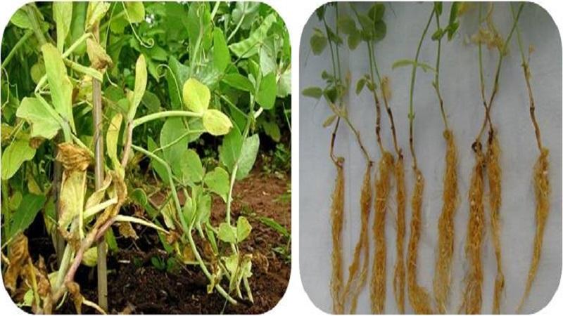 Les ravageurs et les maladies les plus courants des pois, ainsi que des méthodes efficaces de prévention et de suppression