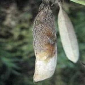 Les ravageurs et les maladies les plus courants des pois, ainsi que des méthodes efficaces de prévention et de suppression