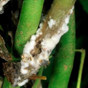 Les ravageurs et les maladies les plus courants des pois, ainsi que des méthodes efficaces de prévention et de suppression