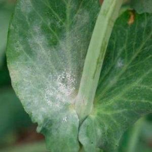 Les ravageurs et les maladies les plus courants des pois, ainsi que des méthodes efficaces de prévention et de suppression