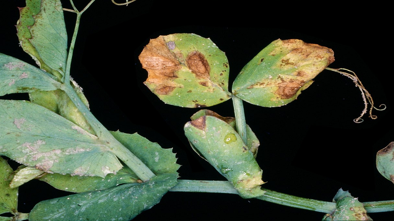 Les ravageurs et les maladies les plus courants des pois, ainsi que des méthodes efficaces de prévention et de suppression