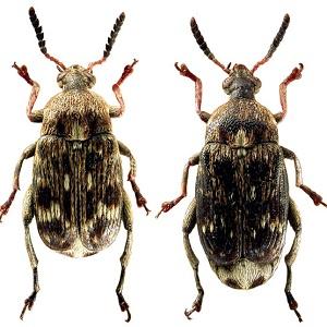 Les ravageurs et les maladies les plus courants des pois, ainsi que des méthodes efficaces de prévention et de suppression