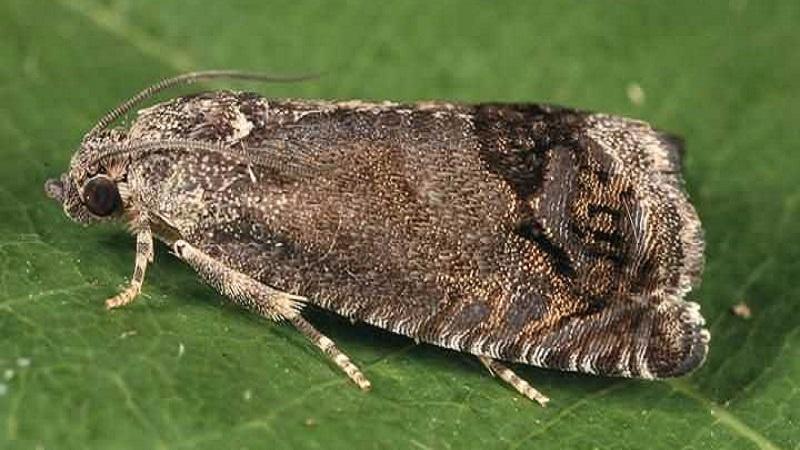 Les ravageurs et les maladies les plus courants des pois, ainsi que des méthodes efficaces de prévention et de suppression