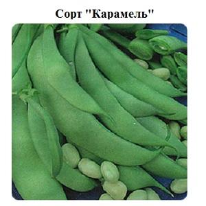 Instructions étape par étape sur la façon de cultiver des haricots à la maison et sur votre site: du semis à la récolte