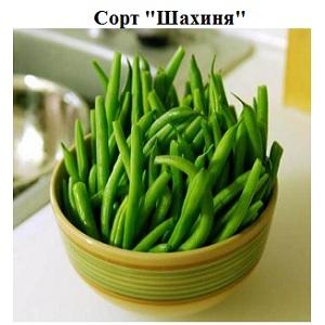 Instructions étape par étape sur la façon de cultiver des haricots à la maison et sur votre site: du semis à la récolte