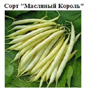 Instructions étape par étape sur la façon de cultiver des haricots à la maison et sur votre site: du semis à la récolte