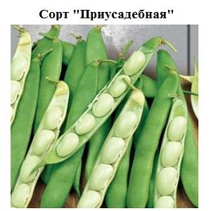 Instructions étape par étape sur la façon de cultiver des haricots à la maison et sur votre site: du semis à la récolte