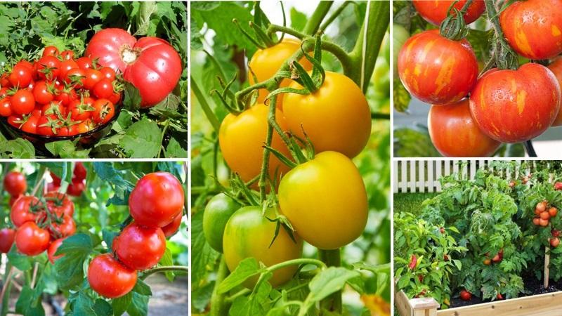 Comment faire rougir les tomates plus vite