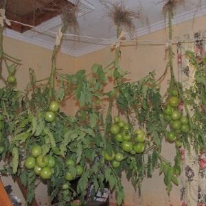 Comment faire rougir les tomates plus vite