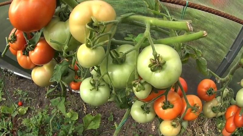 Comment faire rougir les tomates plus vite