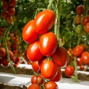 Comment faire pousser un empire de tomates