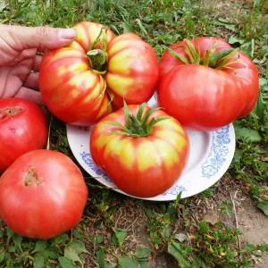 Un nouveau venu prometteur dans les variétés de tomates - la tomate King of Kings, qui gagne rapidement en popularité