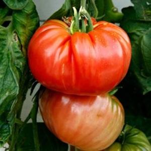 Un nouveau venu prometteur dans les variétés de tomates - la tomate King of Kings, qui gagne rapidement en popularité