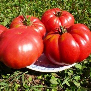 Un nouveau venu prometteur dans les variétés de tomates - la tomate King of Kings, qui gagne rapidement en popularité
