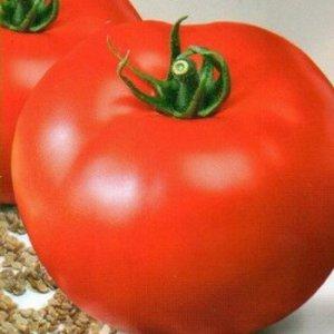 Un nouveau venu prometteur dans les variétés de tomates - la tomate King of Kings, qui gagne rapidement en popularité