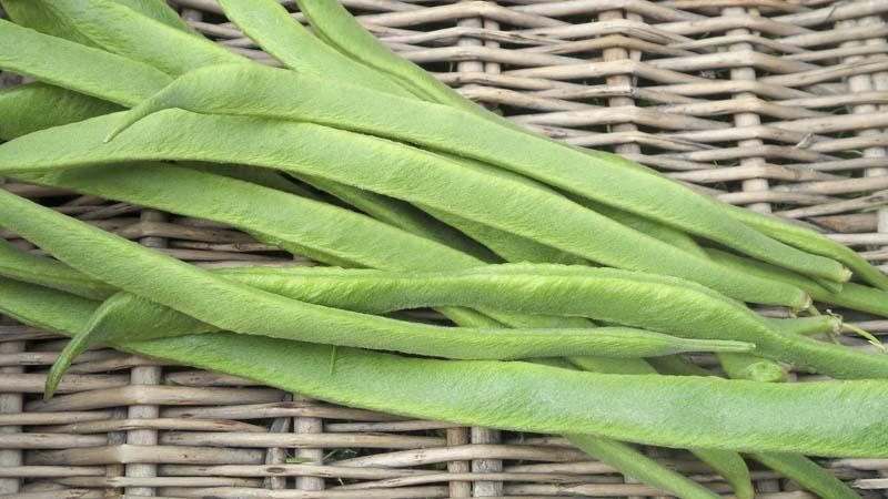 Top 26 des meilleures variétés de haricots avec photos et descriptions: quelles sont les variétés et comment choisir la bonne