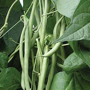 Top 26 des meilleures variétés de haricots avec photos et descriptions: quelles sont les variétés et comment choisir la bonne