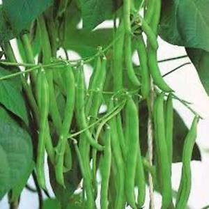 Top 26 des meilleures variétés de haricots avec photos et descriptions: quelles sont les variétés et comment choisir la bonne