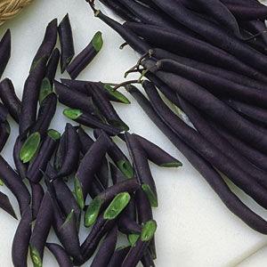 Top 26 des meilleures variétés de haricots avec photos et descriptions: quelles sont les variétés et comment choisir la bonne