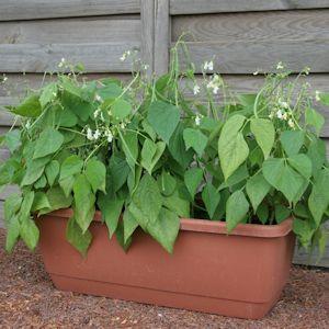 Top 26 des meilleures variétés de haricots avec photos et descriptions: quelles sont les variétés et comment choisir la bonne