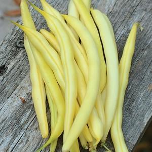 Top 26 des meilleures variétés de haricots avec photos et descriptions: quelles sont les variétés et comment choisir la bonne