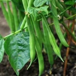 Top 26 des meilleures variétés de haricots avec photos et descriptions: quelles sont les variétés et comment choisir la bonne