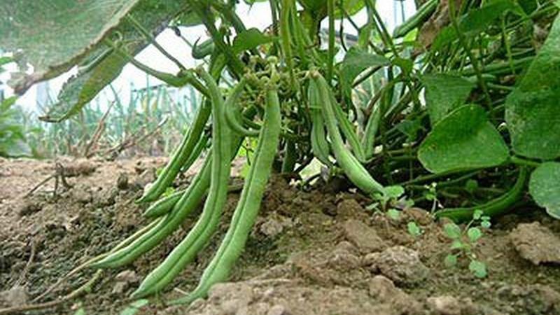 Top 26 des meilleures variétés de haricots avec photos et descriptions: quelles sont les variétés et comment choisir la bonne