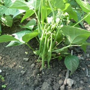 Top 26 des meilleures variétés de haricots avec photos et descriptions: quelles sont les variétés et comment choisir la bonne