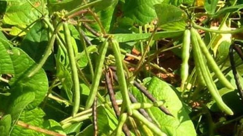 Top 26 des meilleures variétés de haricots avec photos et descriptions: quelles sont les variétés et comment choisir la bonne