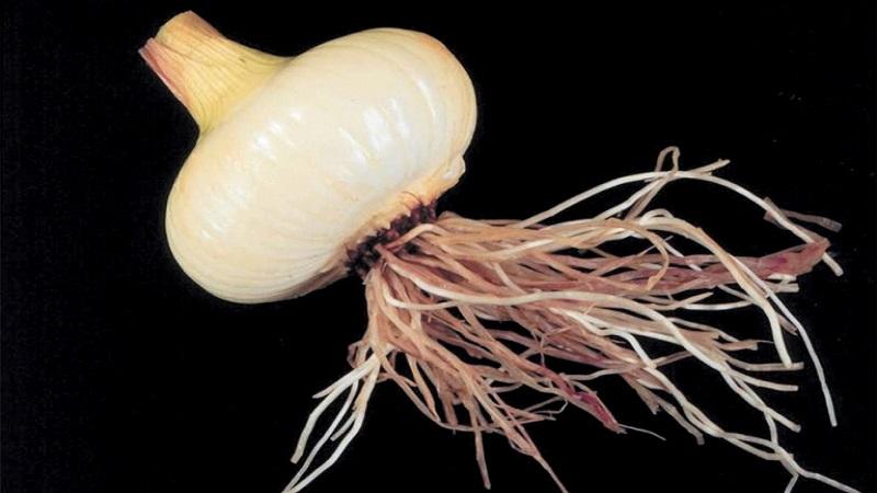 Nous traitons nous-mêmes les maladies de l'ail et nous débarrassons des parasites: méthodes efficaces et mesures préventives