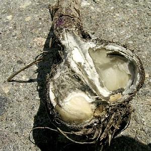 Nous traitons nous-mêmes les maladies de l'ail et nous débarrassons des parasites: méthodes efficaces et mesures préventives