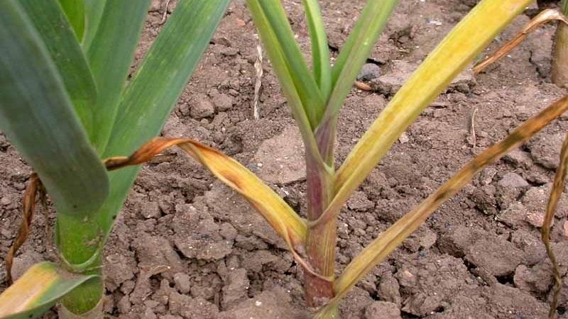 Nous traitons nous-mêmes les maladies de l'ail et nous débarrassons des parasites: méthodes efficaces et mesures préventives