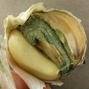 Nous traitons nous-mêmes les maladies de l'ail et nous débarrassons des parasites: méthodes efficaces et mesures préventives