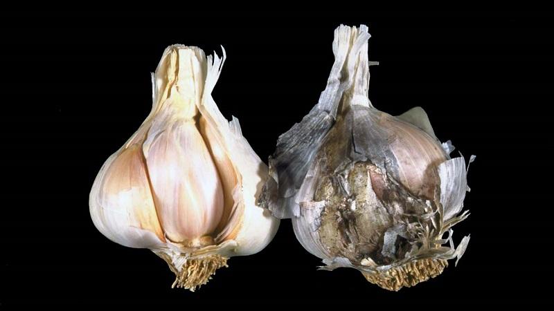 Nous traitons nous-mêmes les maladies de l'ail et nous débarrassons des parasites: méthodes efficaces et mesures préventives