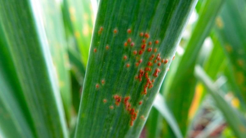 Nous traitons nous-mêmes les maladies de l'ail et nous débarrassons des parasites: méthodes efficaces et mesures préventives