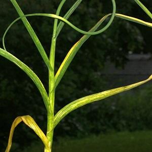 Nous traitons nous-mêmes les maladies de l'ail et nous débarrassons des parasites: méthodes efficaces et mesures préventives