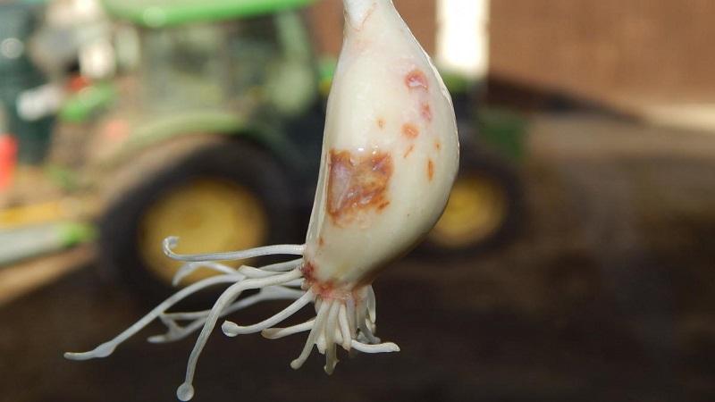 Nous traitons nous-mêmes les maladies de l'ail et nous débarrassons des parasites: méthodes efficaces et mesures préventives