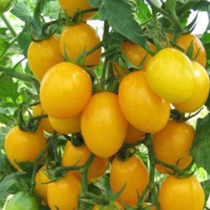 Comment obtenir des tomates de qualité Olesya