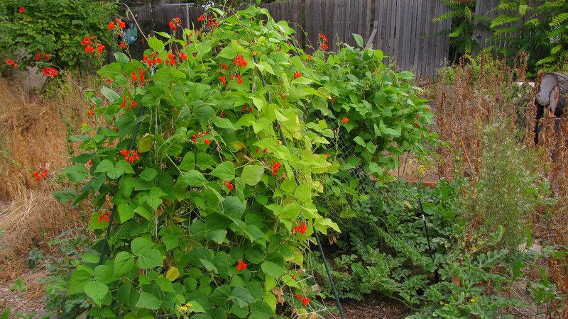 Top 26 des meilleures variétés de haricots avec photos et descriptions: quelles sont les variétés et comment choisir la bonne