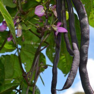 Top 26 des meilleures variétés de haricots avec photos et descriptions: quelles sont les variétés et comment choisir la bonne