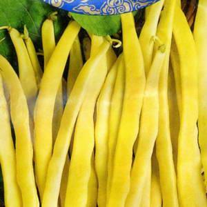 Top 26 des meilleures variétés de haricots avec photos et descriptions: quelles sont les variétés et comment choisir la bonne