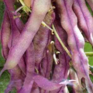 Top 26 des meilleures variétés de haricots avec photos et descriptions: quelles sont les variétés et comment choisir la bonne